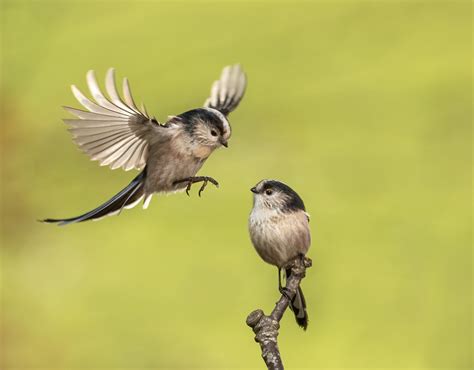 long big tit|Long Tailed Tit Bird Facts .